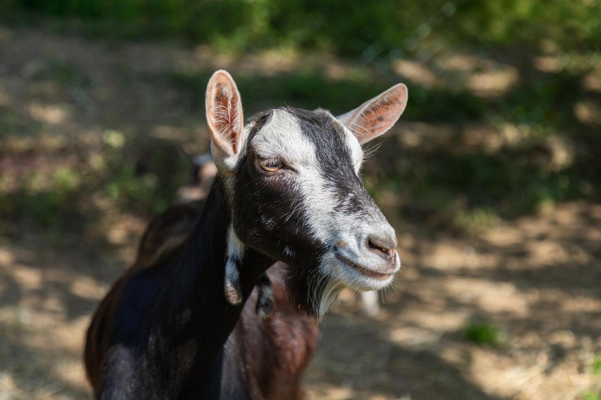 Alpaca Country House Pontedera Zewnętrze zdjęcie