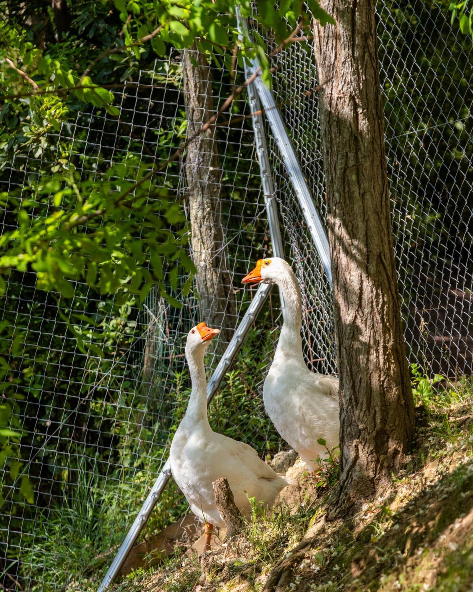 Alpaca Country House Pontedera Zewnętrze zdjęcie