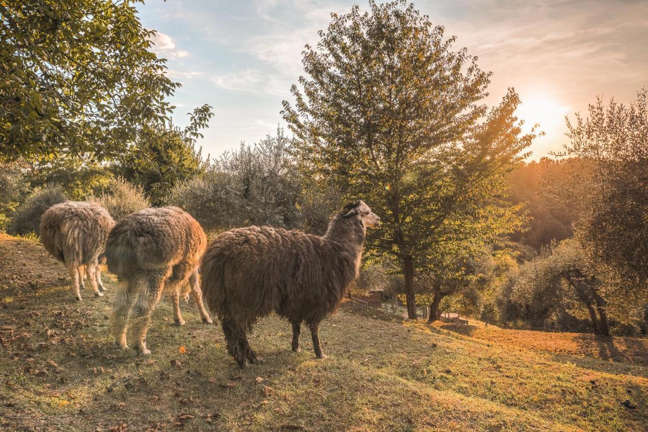 Alpaca Country House Pontedera Zewnętrze zdjęcie