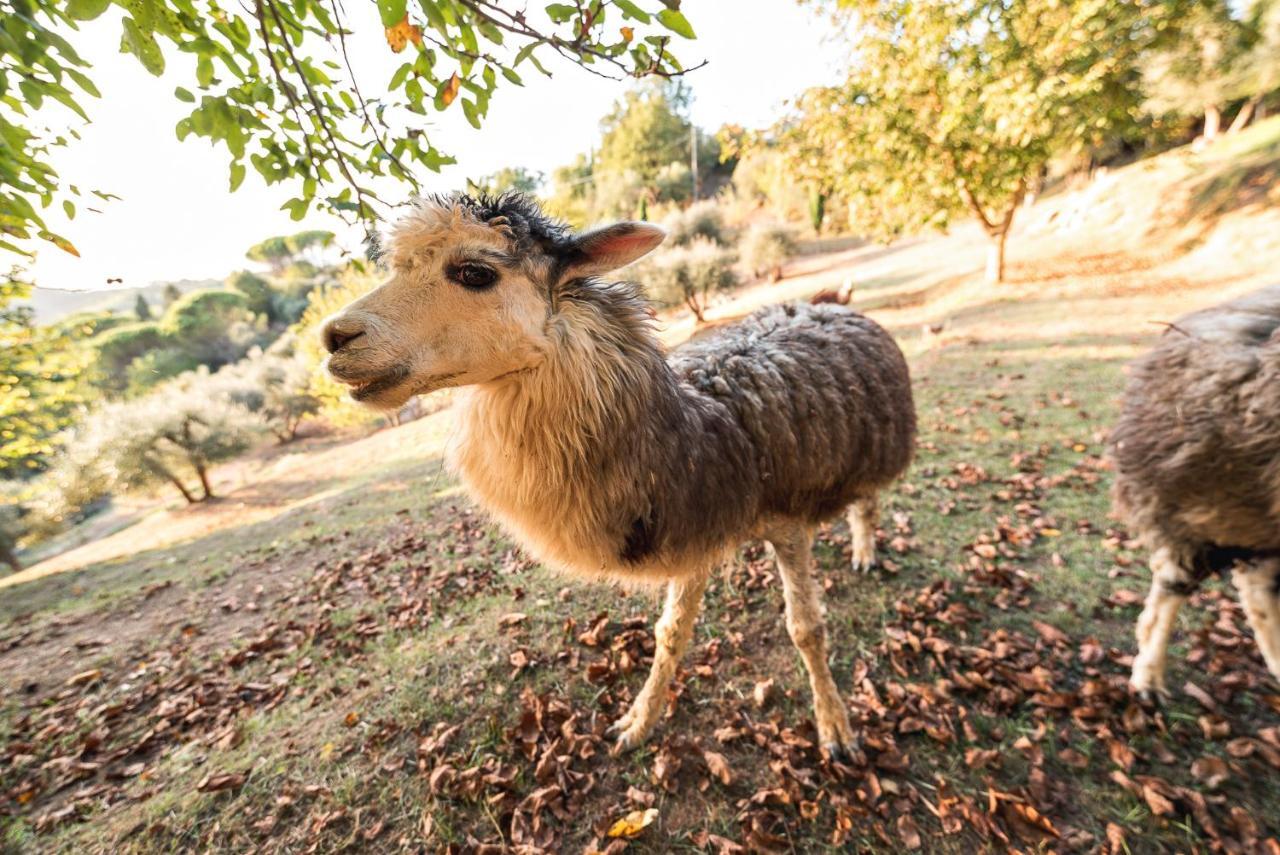 Alpaca Country House Pontedera Zewnętrze zdjęcie